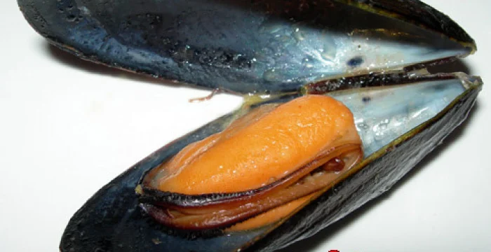 Soutè di cozze Soutè di cozze