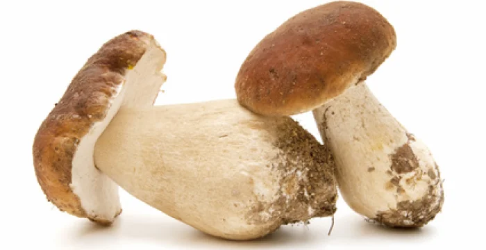 Crema di Porcini e Patate Crema di Porcini e Patate